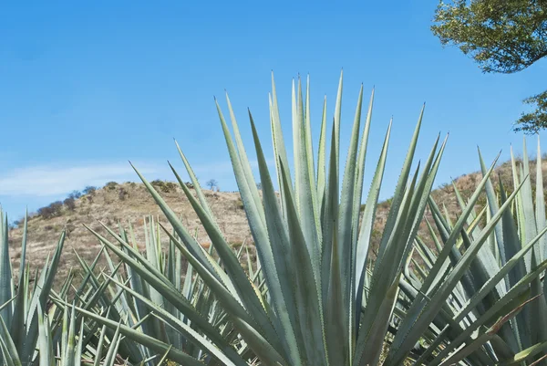 Een landschap Tequila — Stockfoto