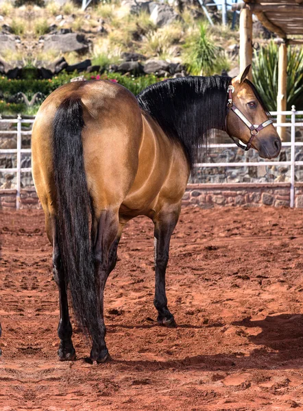 Mooie bruine volbloed Arabisch paard buiten — Stockfoto