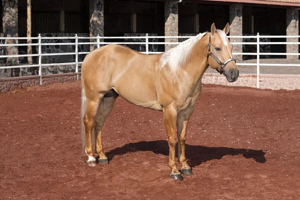 Beautiful thoroughbred horse palomino — Stock Photo, Image