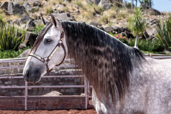 Vackra fina fullblod häst utanför — Stockfoto