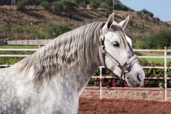 Een wit paard — Stockfoto