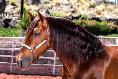 Güzel safkan at Hannoverli