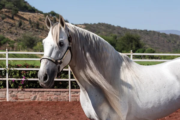 Een wit paard — Stockfoto