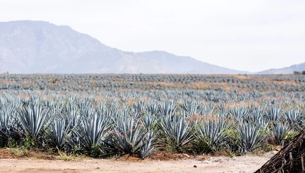 Αγαύη τεκίλα τοπίο να Γκουανταλαχάρα, jalisco, Μεξικό. — Φωτογραφία Αρχείου