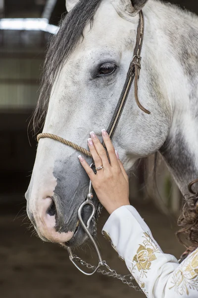 A  white horse — Stock Photo, Image