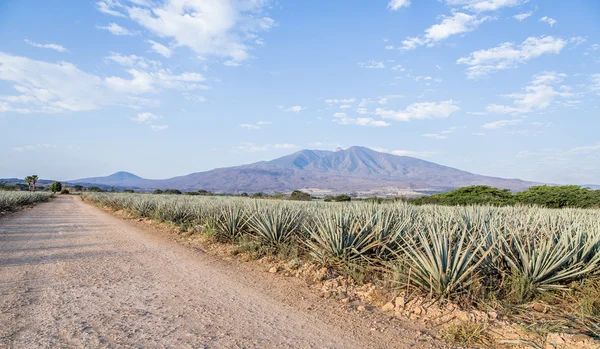 Un paesaggio di tequila — Foto Stock