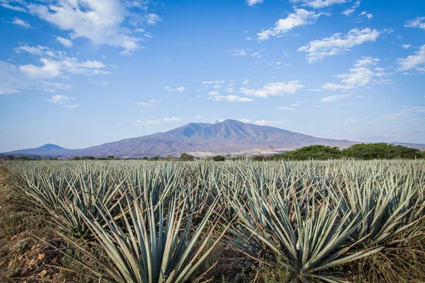 En Tequila landskap — Stockfoto