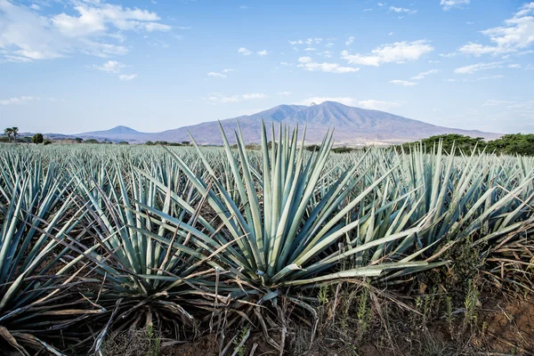 Tequila krajina — Stock fotografie