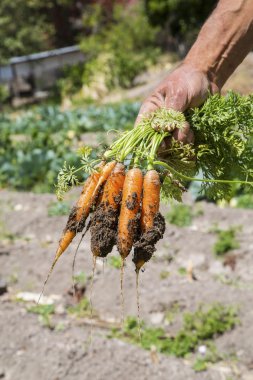 Taze havuç bir çiftlik alan taze