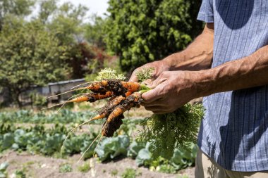 Taze havuç bir çiftlik alan taze