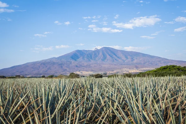 Un paesaggio di tequila — Foto Stock