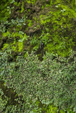 eski yer yeşil alanlarda dekore edilmiştir.