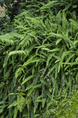 eski yer yeşil alanlarda dekore edilmiştir.