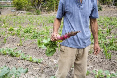 taze taze turp yetiştirilen