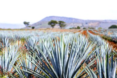 Guadalajara, jalisco, Meksika'ya agave tekila manzara.