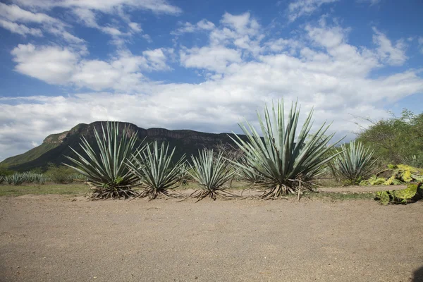 Field tequila, Jalisco, Messico — Foto Stock