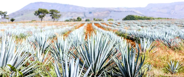 Agave tequila landscape to Guadalajara, Jalisco, México . — Foto de Stock