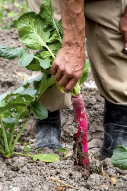 taze taze turp yetiştirilen