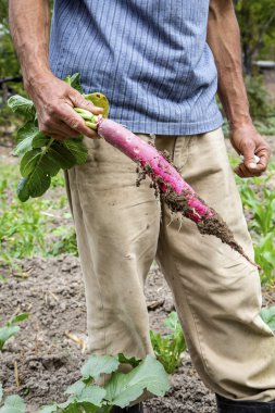 taze taze turp yetiştirilen