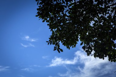 Büyük ve bol ağaç