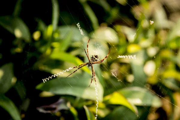 Aproximarse a la araña en su web — Foto de Stock