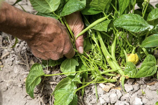 Landbouwgebied op die de jonge groene kool groeien, lente — Stockfoto