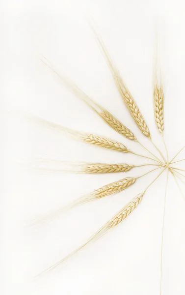 The Wheat ears — Stock Photo, Image