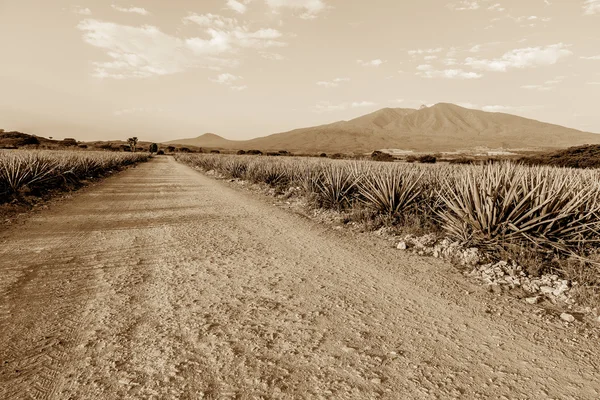 Uma paisagem de tequila — Fotografia de Stock