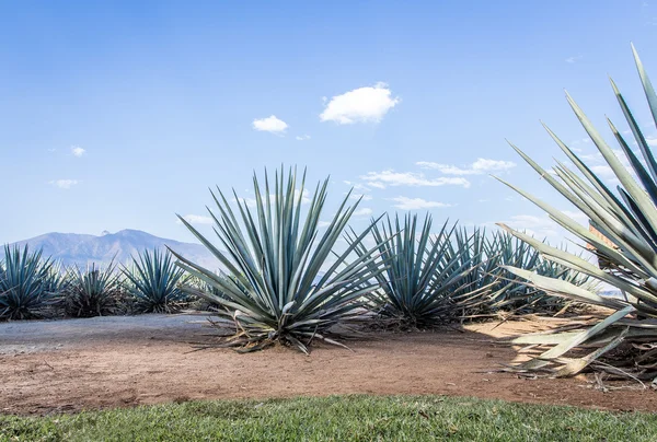 Un paesaggio di tequila — Foto Stock