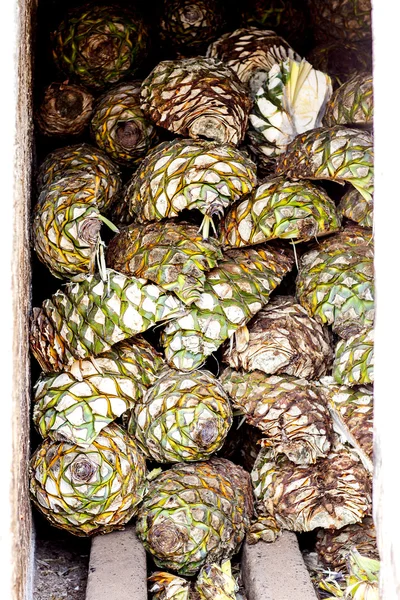 Produzione di tequila di agave — Foto Stock