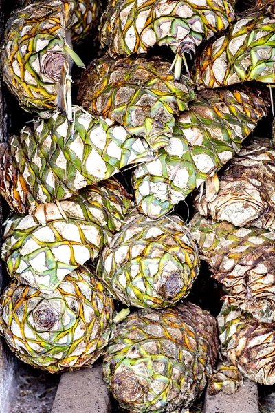 Produzione di tequila di agave — Foto Stock