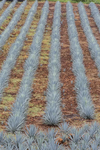 Tequila landschap mooi — Stockfoto