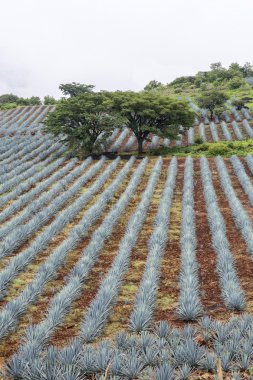 Tequila, Jalisco, Meksika: tekila doğum yeri