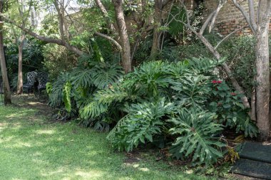 Yeşil bitkilerle dolu bir sera. Dekoratif bitki ve sebze yetiştirme evi.