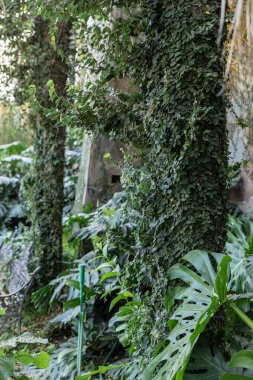 Yeşil bitkilerle dolu bir sera. Dekoratif bitki ve sebze yetiştirme evi.