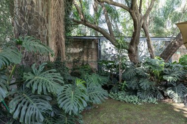 Yeşil bitkilerle dolu bir sera. Dekoratif bitki ve sebze yetiştirme evi.