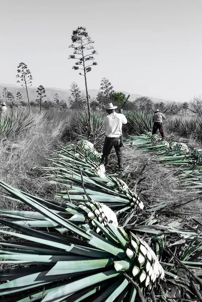 青のみで黒と白のアガベ畑の風景色Tekilanaウェーバーアガベ植物 — ストック写真