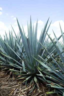 Tekila üretmek için agave bitkilerinin manzarası. Meksika.
