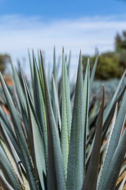 Tekila yapmak için agave dikenlerine yakın çekim. Meksika kökenli alkollü içecek..
