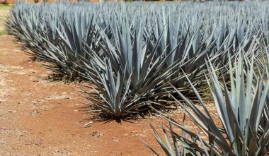 Tekila üretmek için agave bitkilerinin manzarası. Meksika.