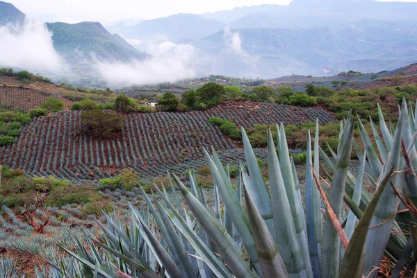 테킬라를 생산하기 식물들 자라는 멕시코 — 스톡 사진