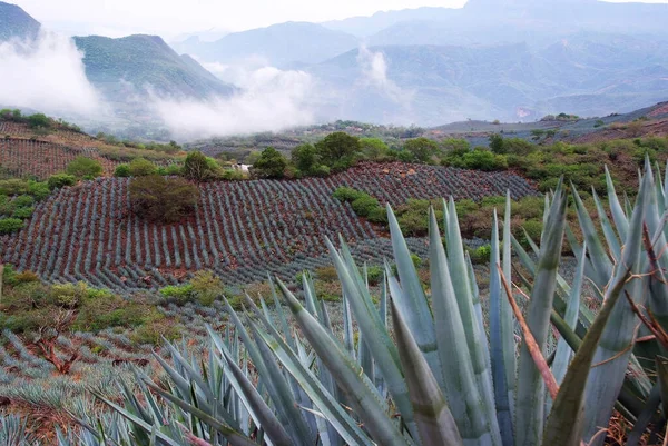 テキーラを生産するアガベ植物の風景 メキシコ — ストック写真