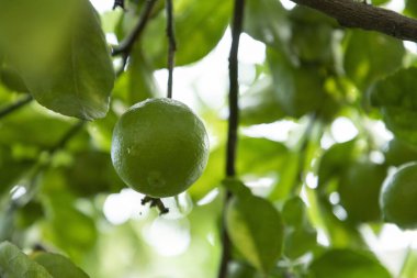 Ağaçta asılı olgun limonlar