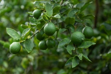 Ağaçta asılı olgun limonlar