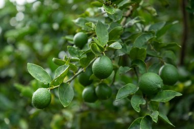 Ağaçta asılı olgun limonlar