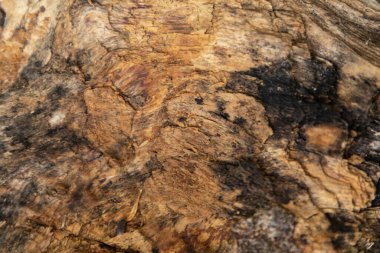 Ahşap doku. natürmort. makro fotoğrafçılık