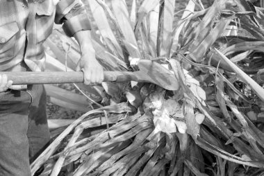 Tekila, Jalisco, Meksika 'da agave endüstrisi alanında çalışan tipik bir Jimador adamı. Siyah ve beyaz.