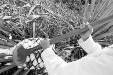 Tekila, Jalisco, Meksika 'da agave endüstrisi alanında çalışan tipik bir Jimador adamı. Siyah ve beyaz.