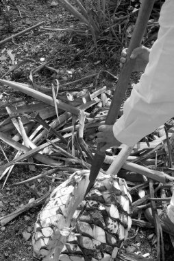 Tekila, Jalisco, Meksika 'da agave endüstrisi alanında çalışan tipik bir Jimador adamı. Siyah ve beyaz.