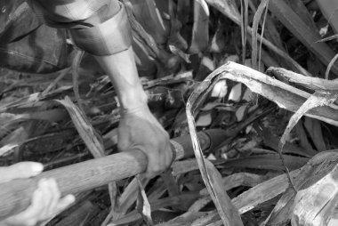 Tekila, Jalisco, Meksika 'da agave endüstrisi alanında çalışan tipik bir Jimador adamı. Siyah ve beyaz.
